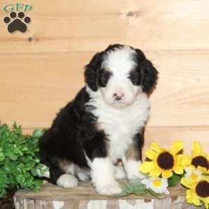 Blue Jay – F1, Bernedoodle Puppy